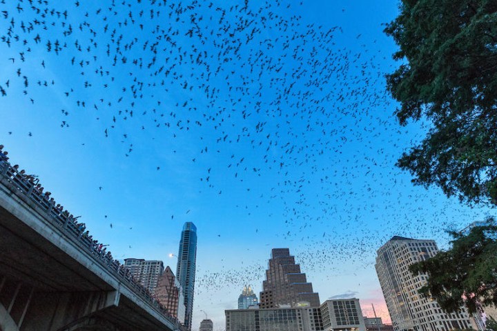City skyline and bridge with a large flock of bats flying at dusk.